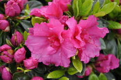 Azalea Carol Kitchen — photo 2
